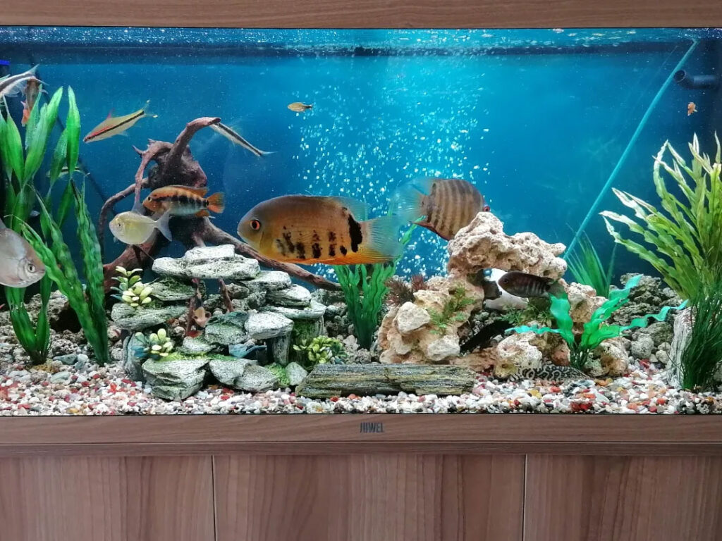 Aquarium Maintenance and Cleaning Services - Andy The Fish Man